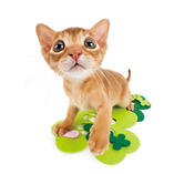 An orange cat on green... paper?